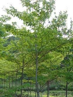 6-12cm燈臺(tái)樹(shù)
